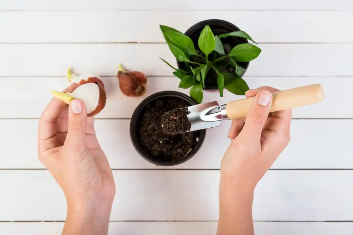 hands pulling invasive plant roots from flower bed