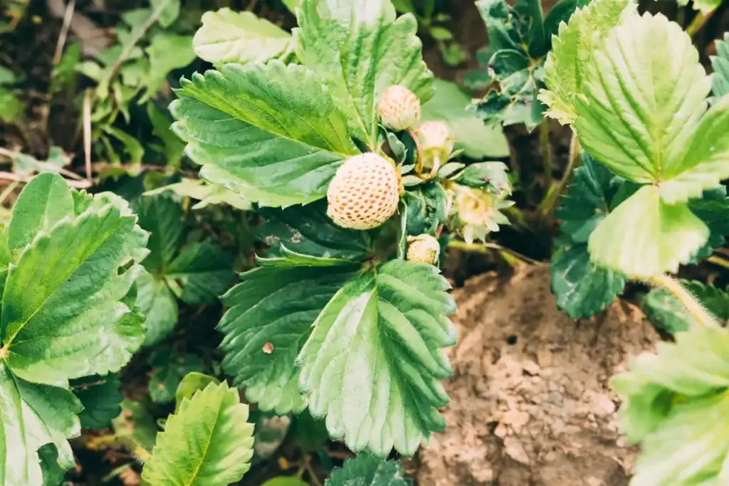 garlic strawberry companion planting dutch garden close up