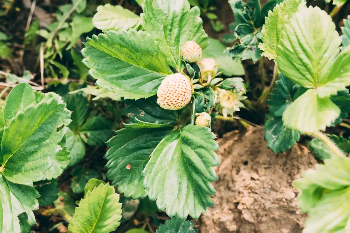 garlic strawberry companion planting dutch garden close up