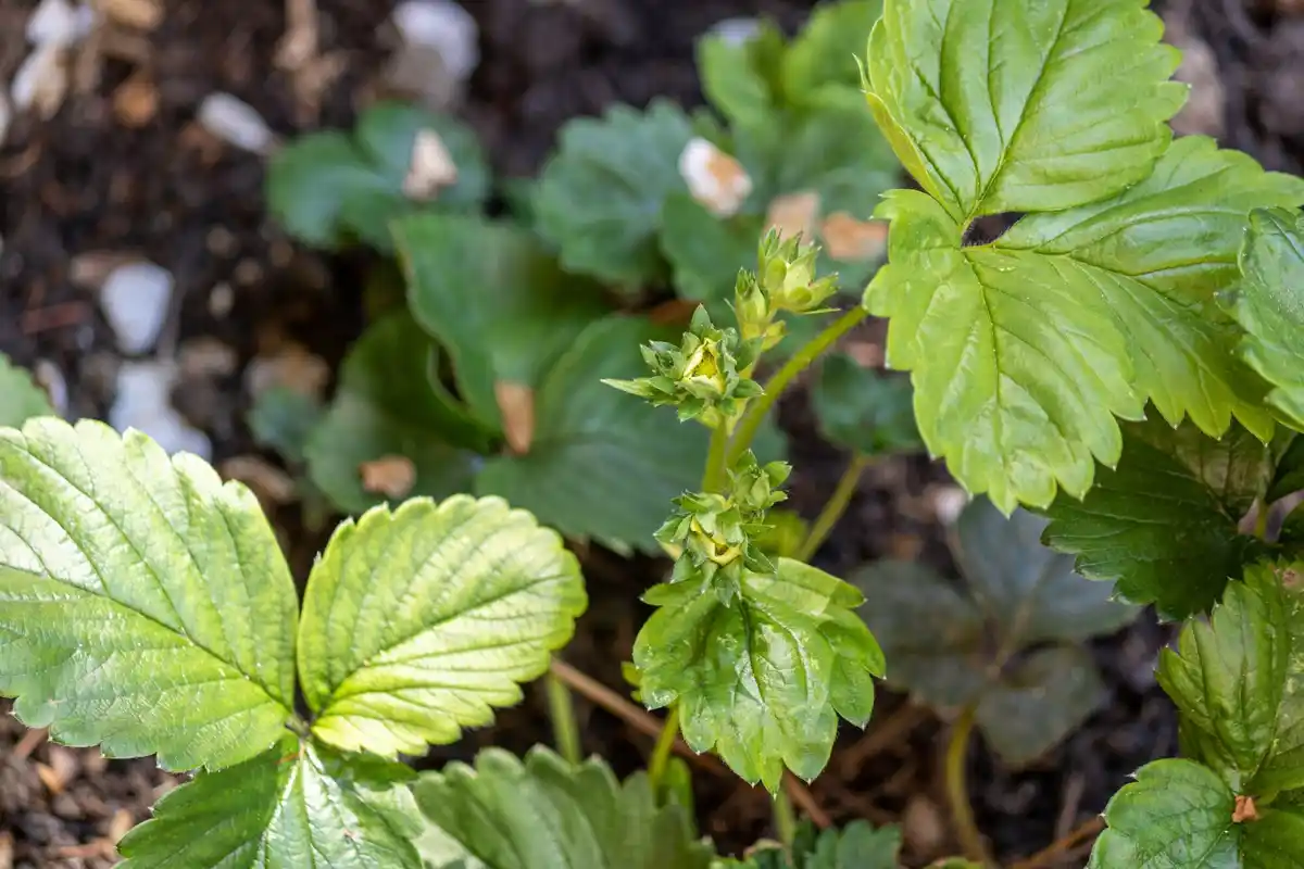 strawberry plants and garlic companion planting in dutch garden