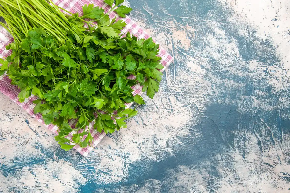 hanging fresh parsley kitchen window
