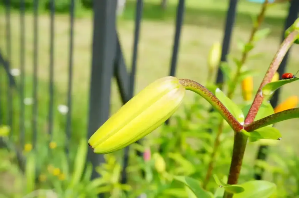 banana peels buried in garden close up