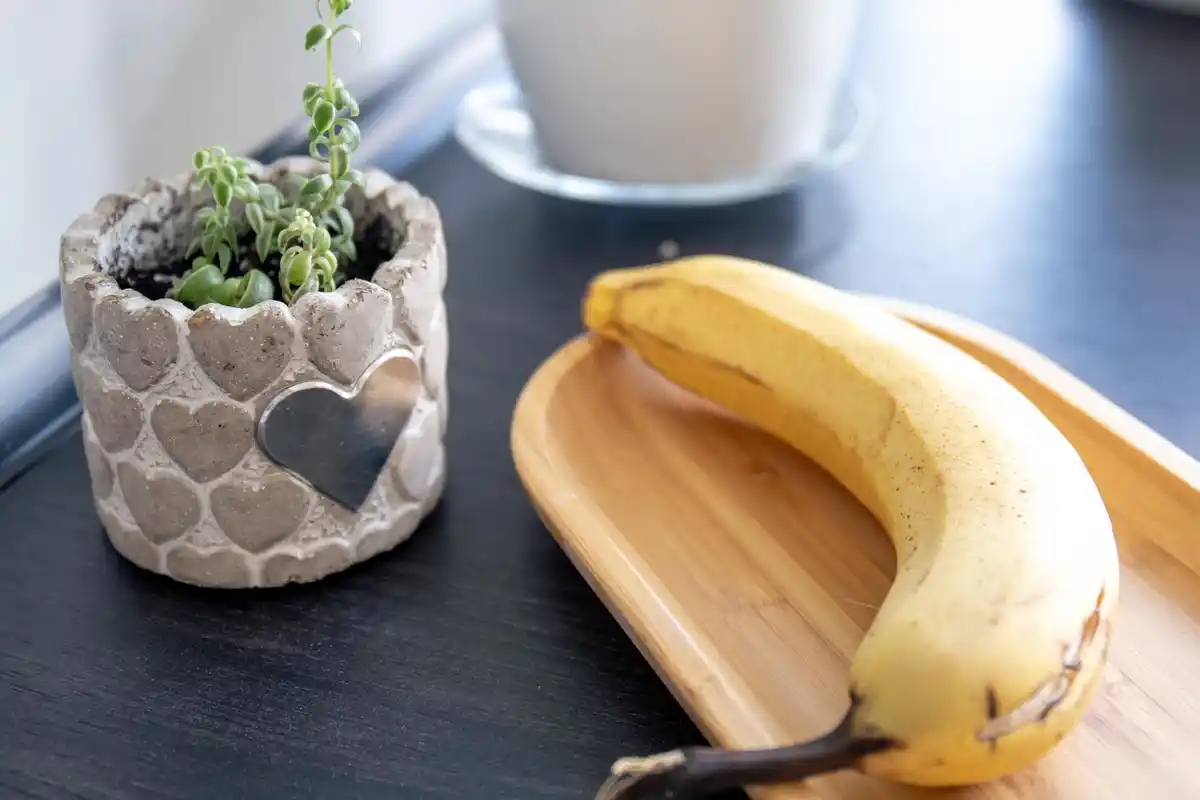 banana peel fertilizer DIY Netherlands