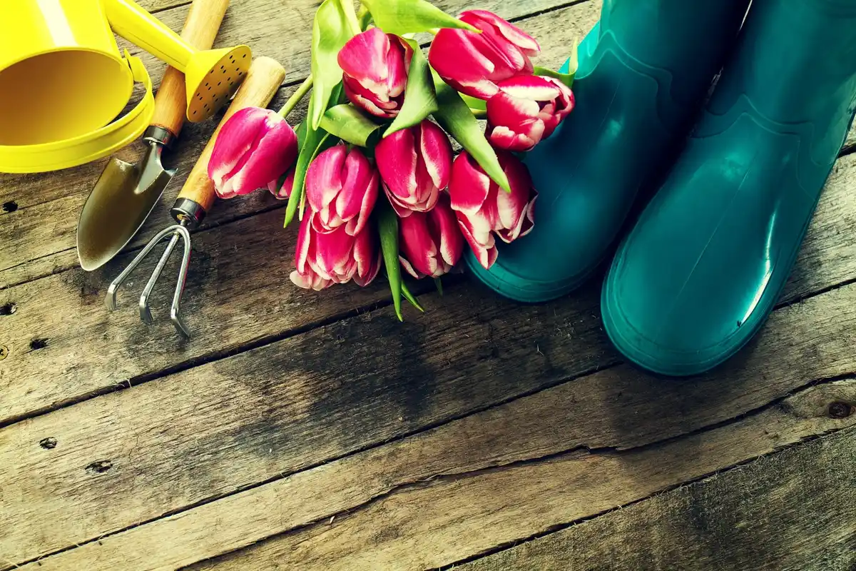banana peel in rose garden dutch backyard