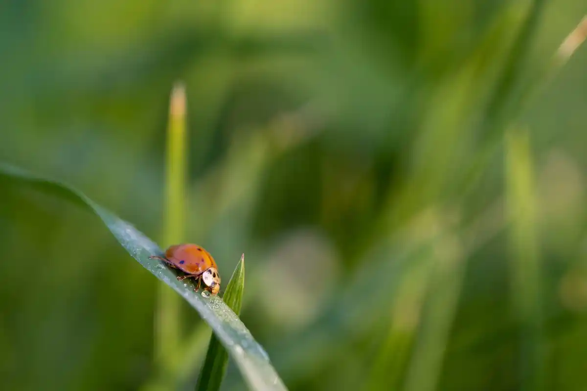 biological pest control Dutch backyard ladybug plants