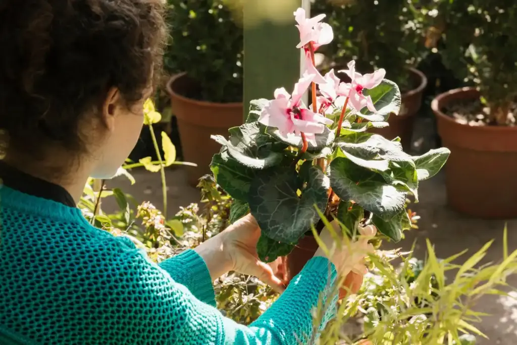 hydrangea secret uses Dutch garden