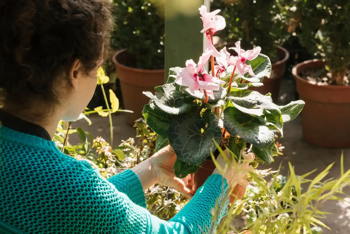 hydrangea secret uses Dutch garden