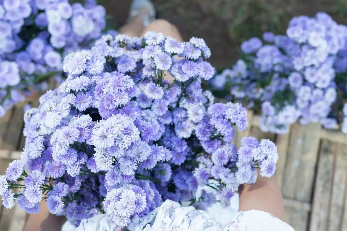 Dutch hydrangea garden close up