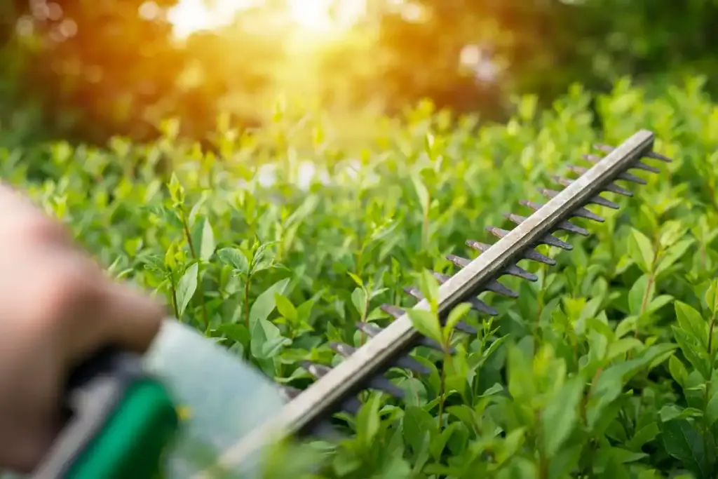 dutch electric hedge trimmer damaging plants