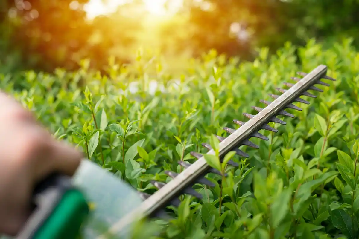 dutch electric hedge trimmer damaging plants