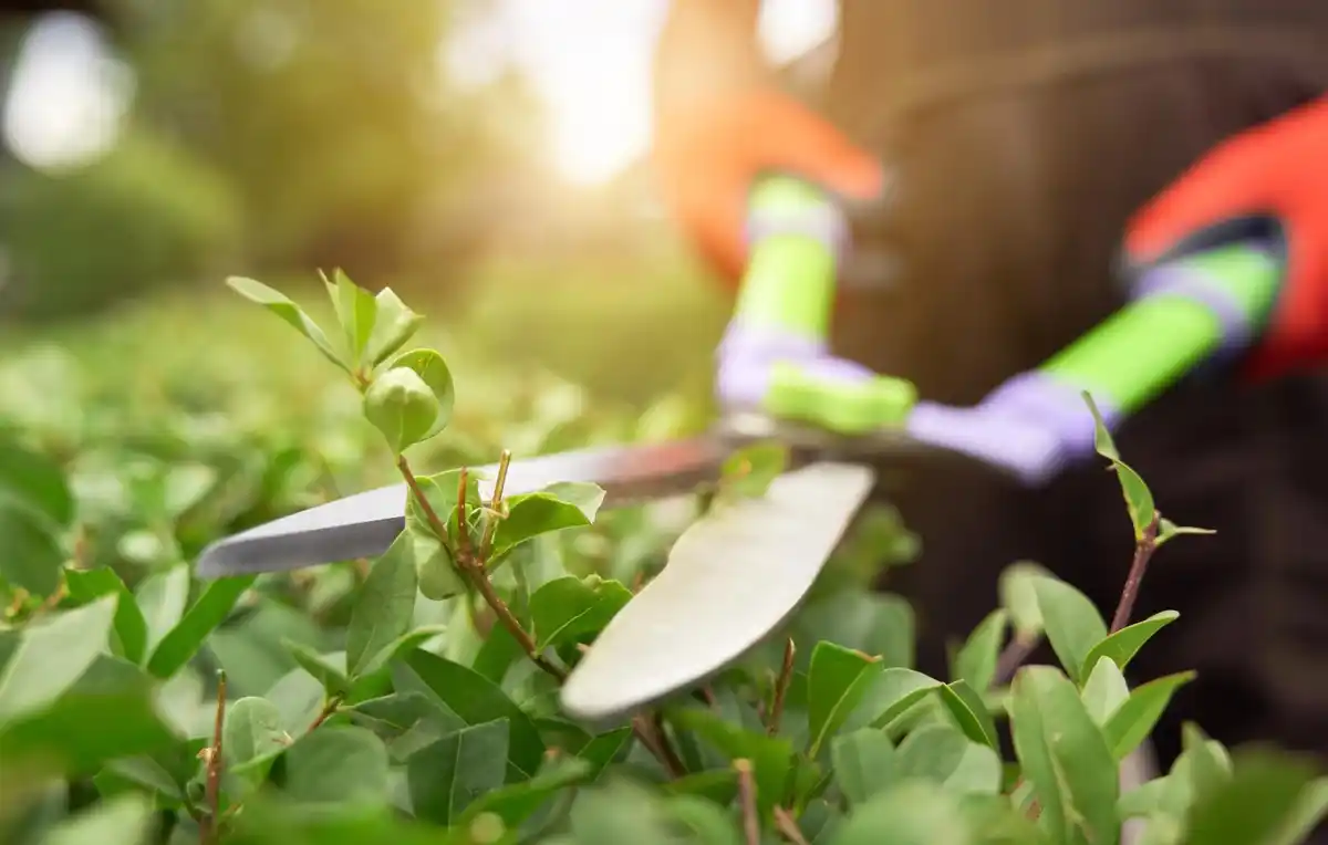 dutch garden hedge trimmer summer backyard problematic plants
