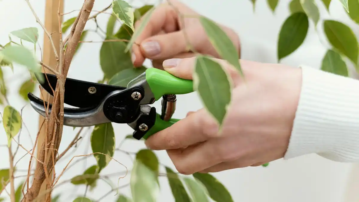 close up hand pruning shears healthy green hedge netherlands