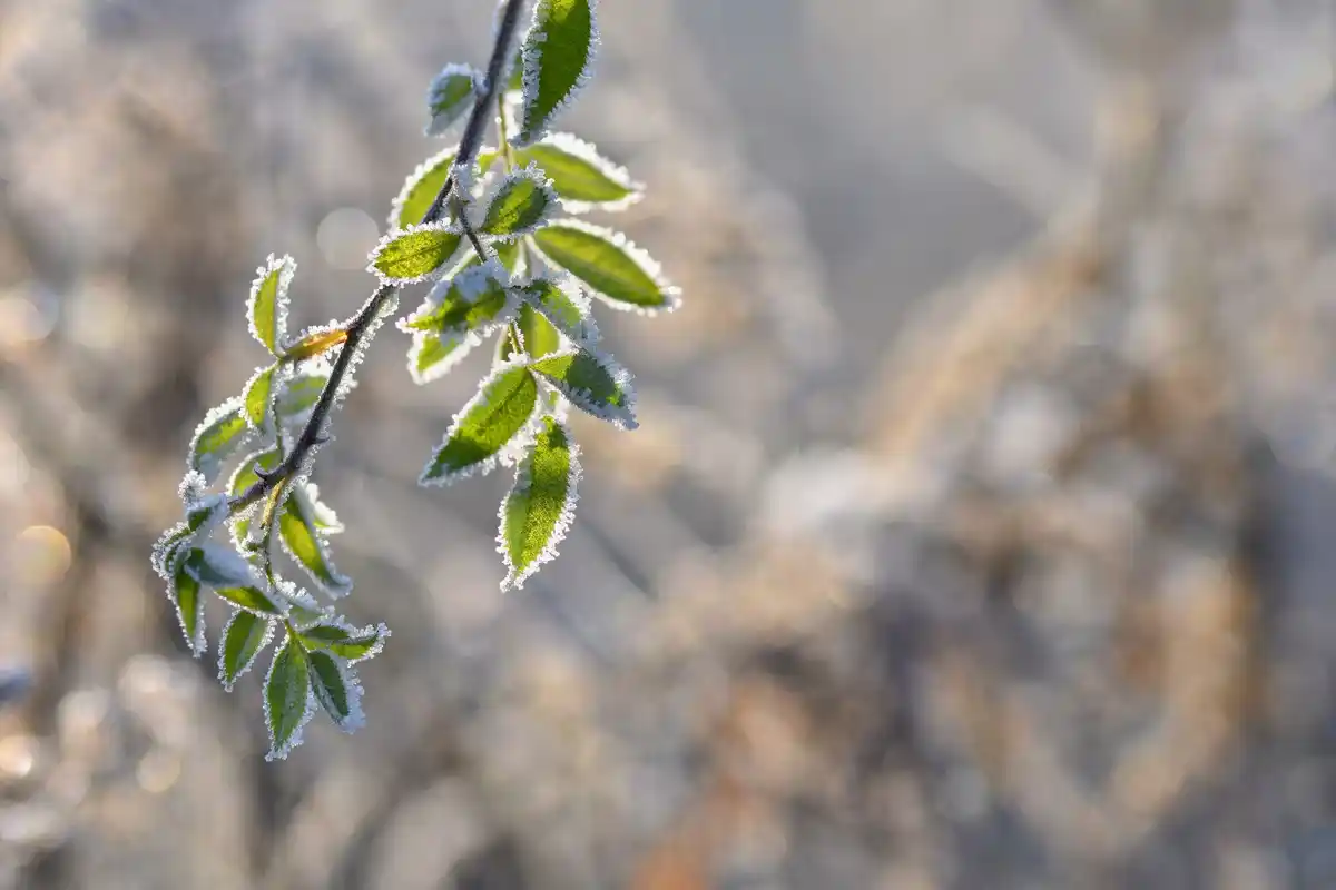 fig tree frost Dutch garden