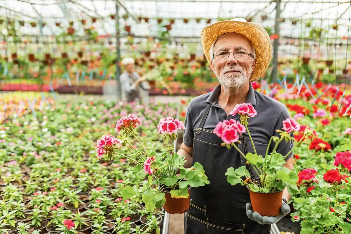 dutch small greenhouse in senior home garden