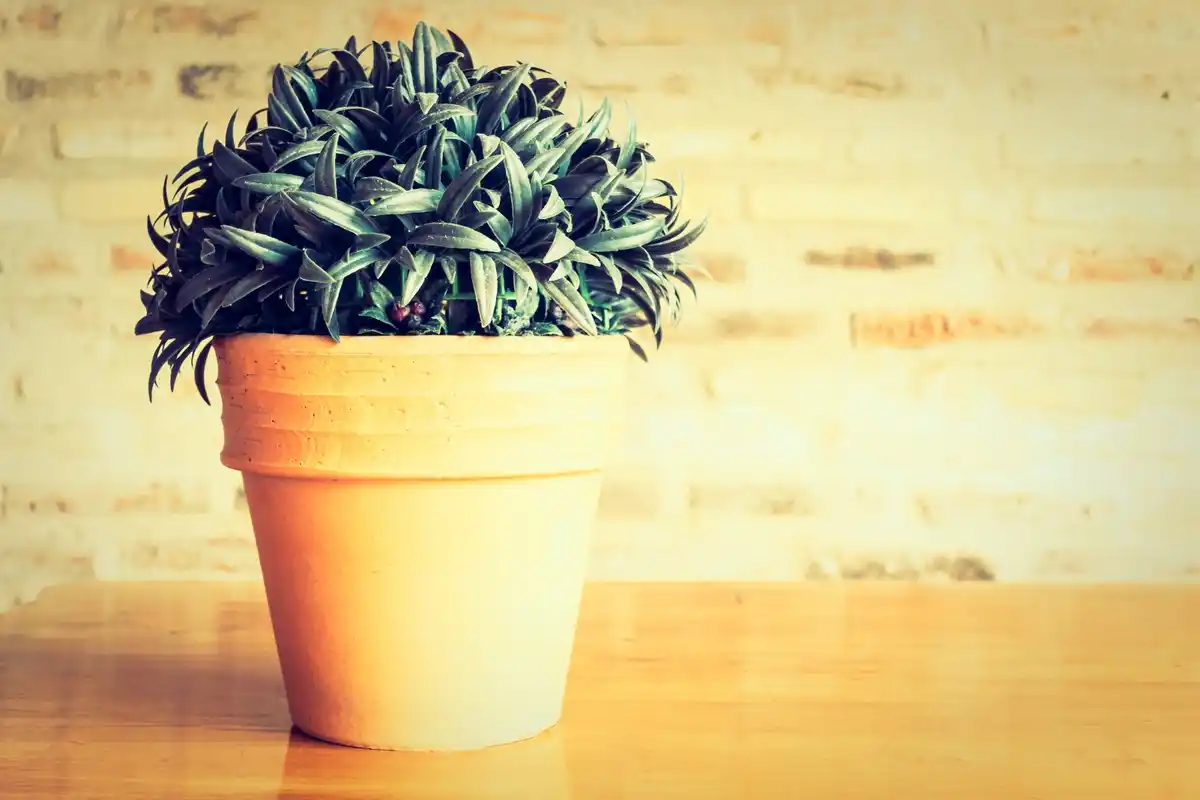 unusual indoor plant closeup Dutch apartment