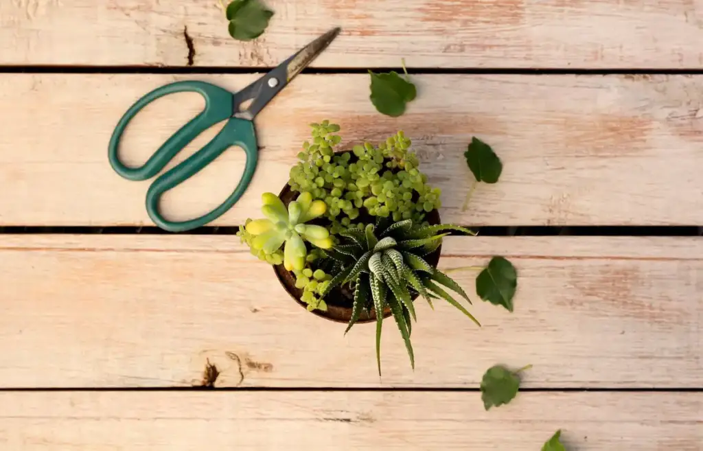 damaged plant from pruning shears