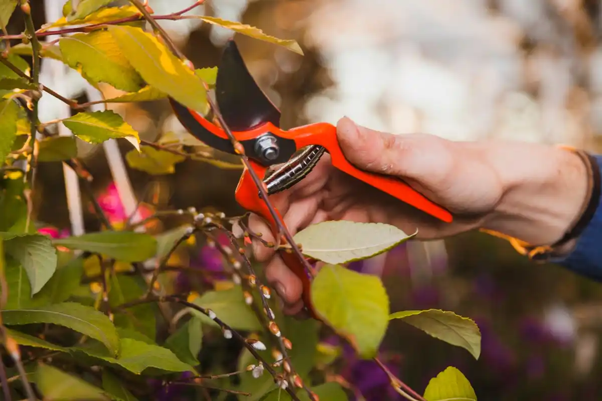 close up of a popular pruning shear damaging a plant