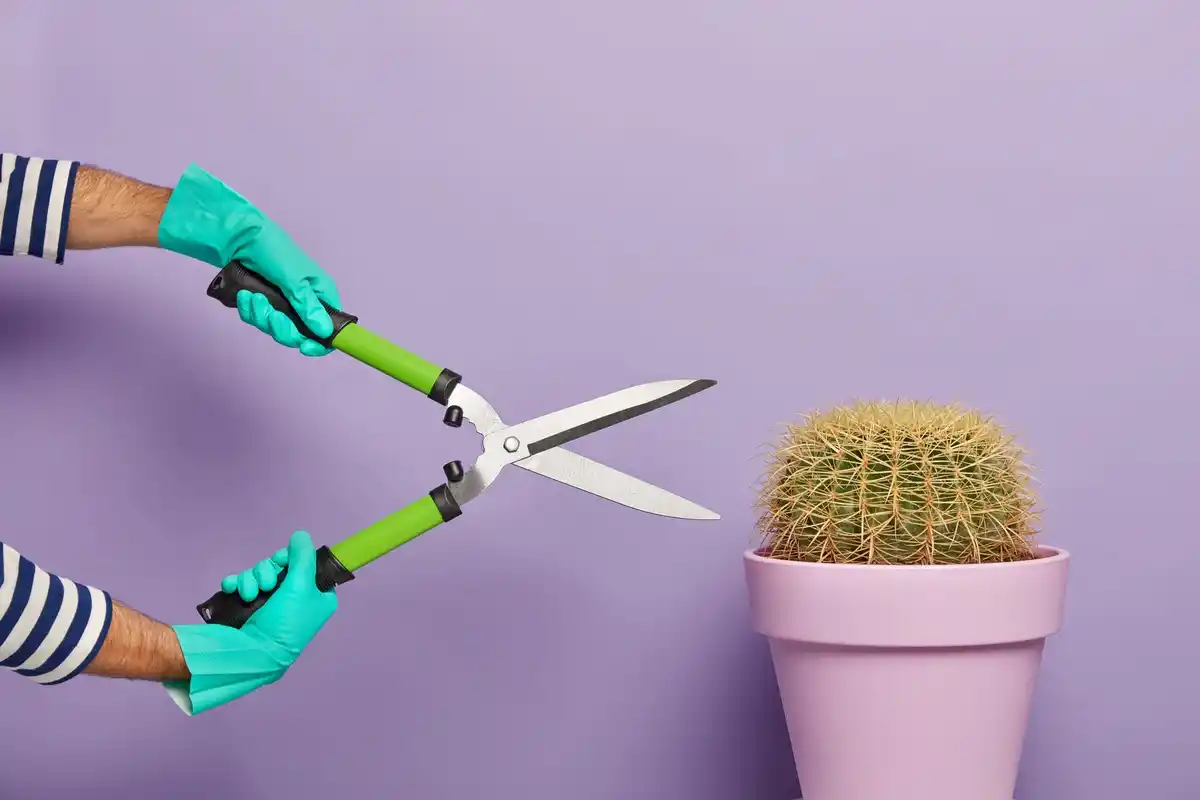 hands choosing between bypass and anvil pruning shears in a Dutch garden store