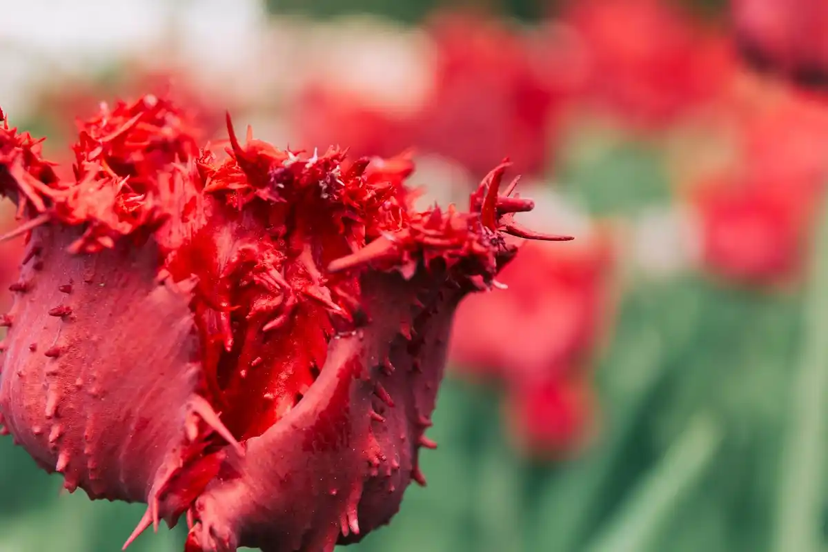 tulip bulbs hidden underground close up spring