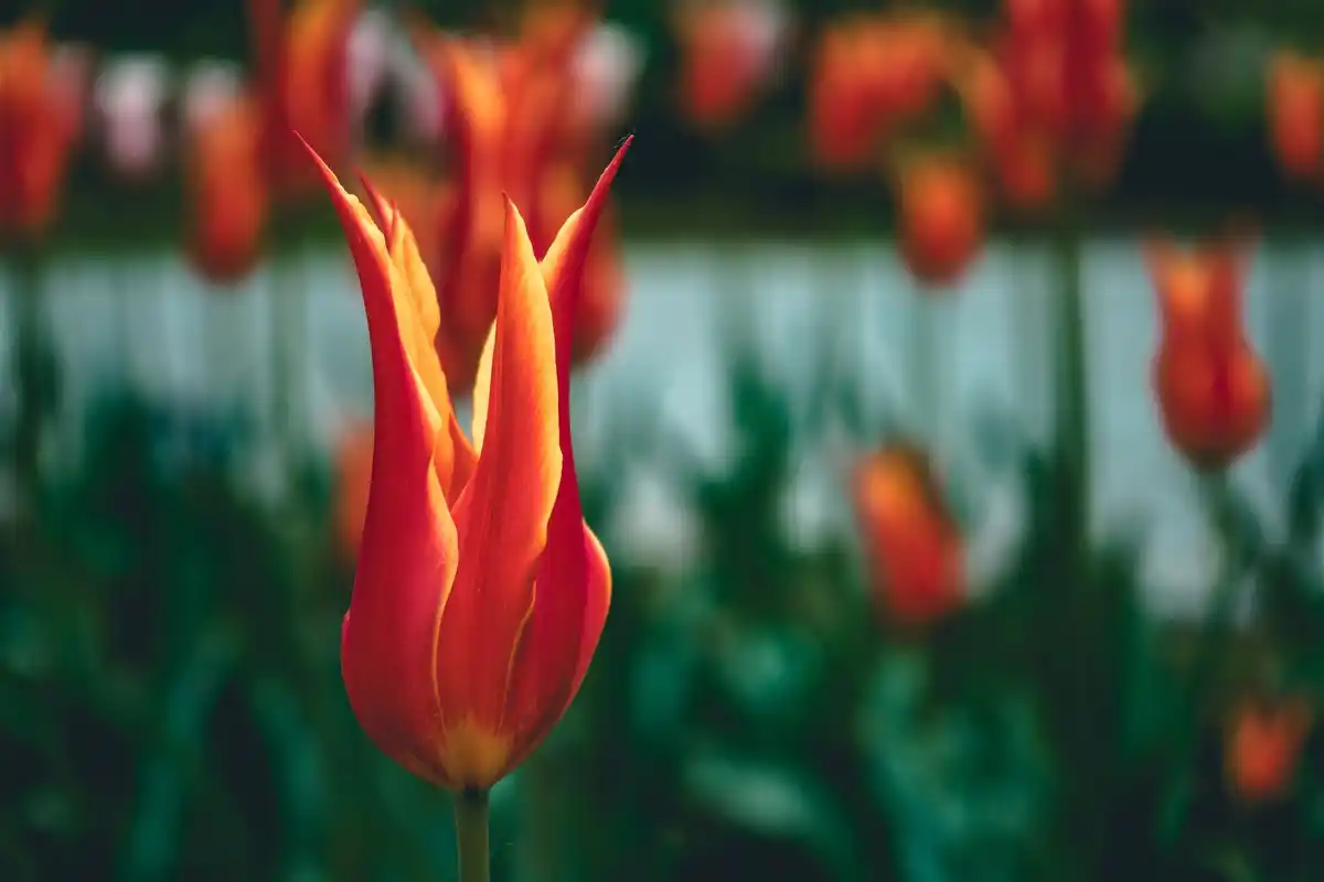 tulip bulbs hidden underground spring garden