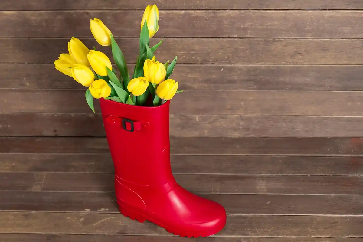 tulip care after blooming dutch garden