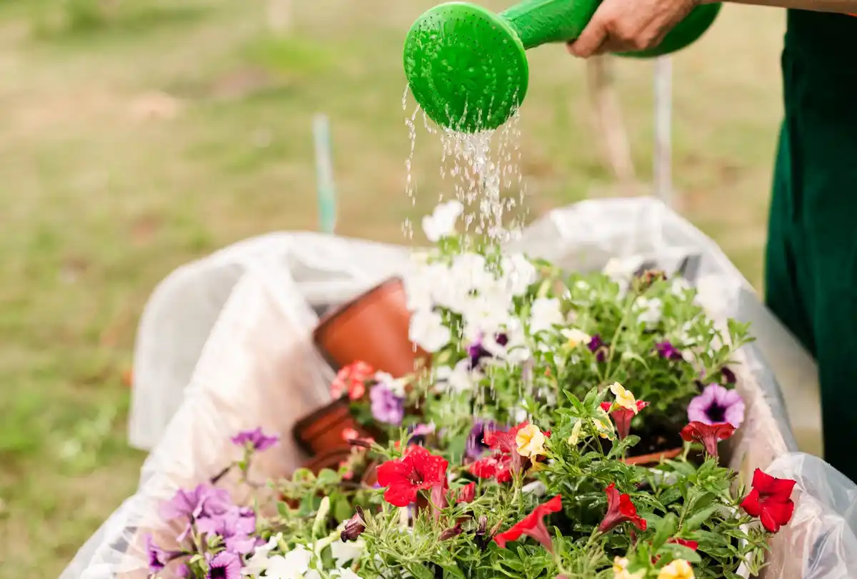 aspirin in watering can garden Nederland