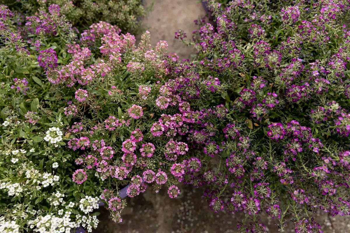 Dutch backyard garden geranium lavender hydrangea