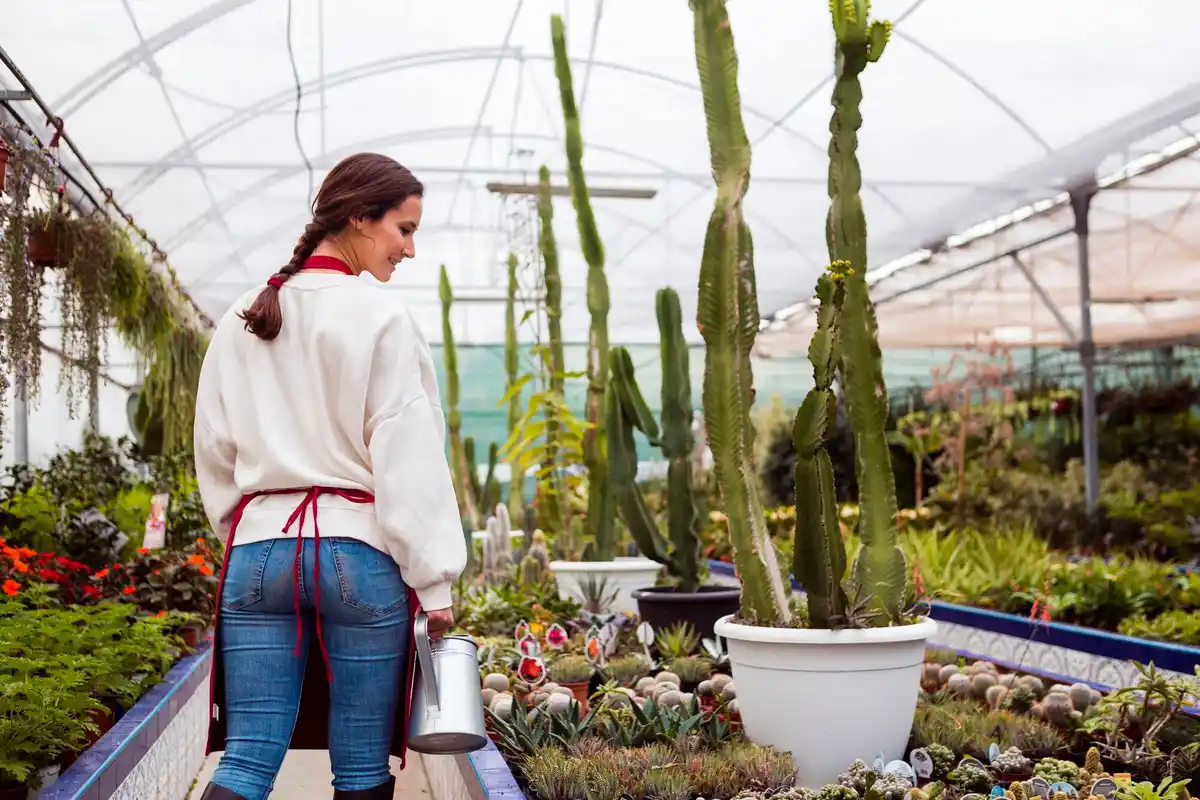 dutch greenhouse ventilation mistake wilted plants