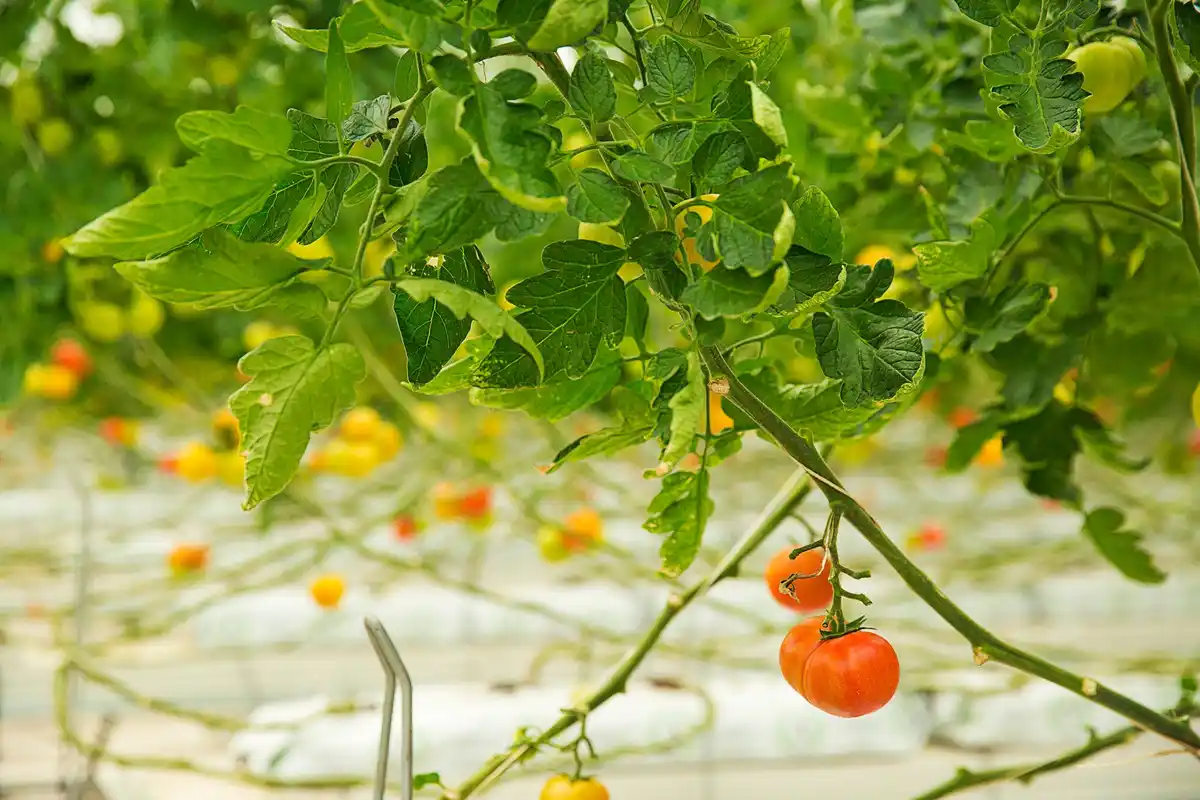 overheated greenhouse wilted tomatoes netherlands