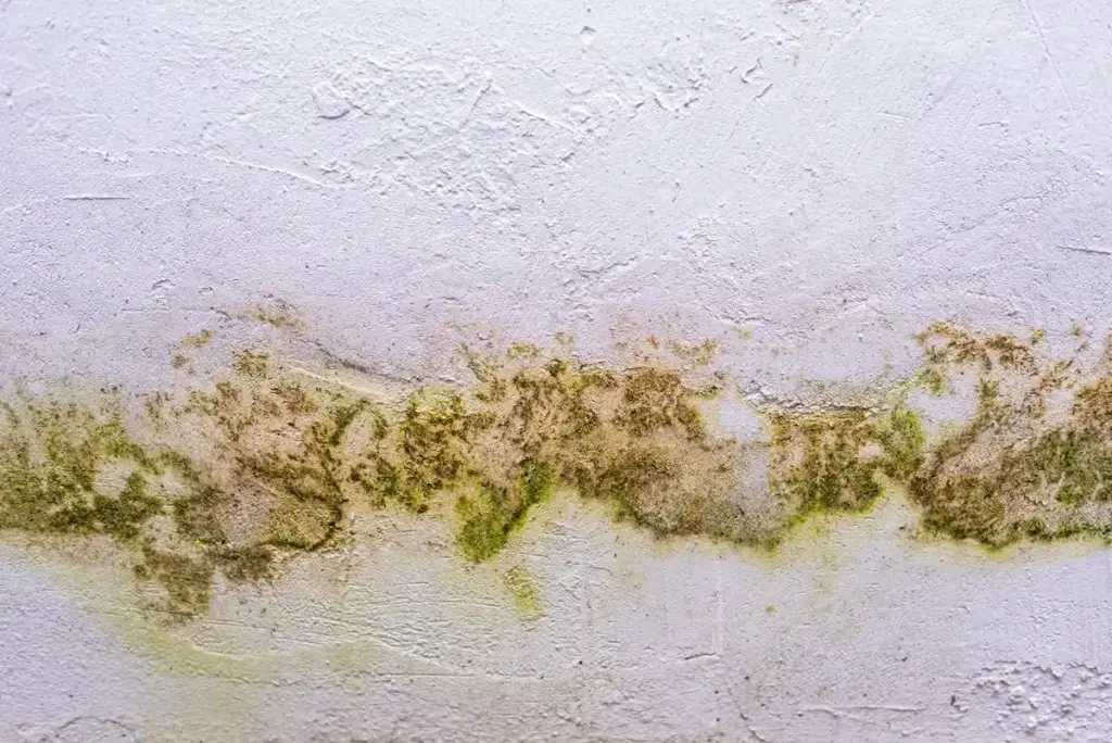 japanese knotweed damage house foundation