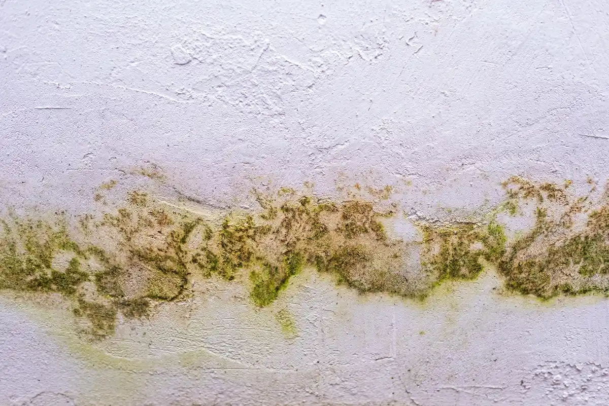 japanese knotweed damage house foundation