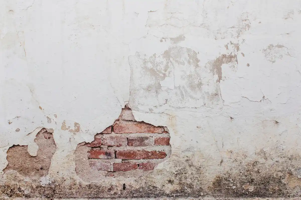 japanese knotweed damaging house foundation