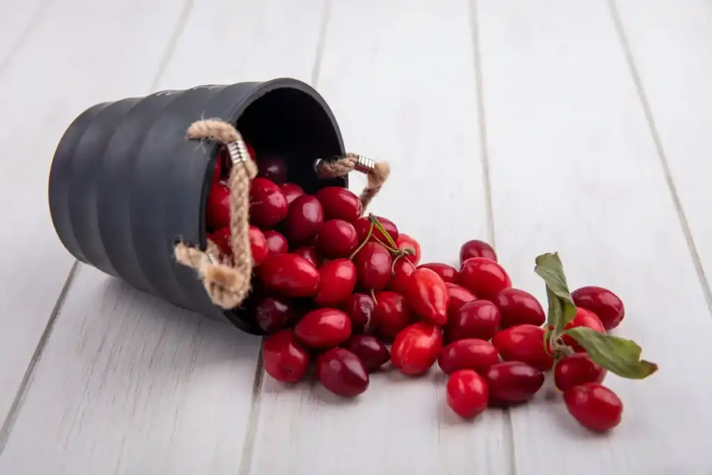 coffee grounds berry bush sweet fruit garden Netherlands