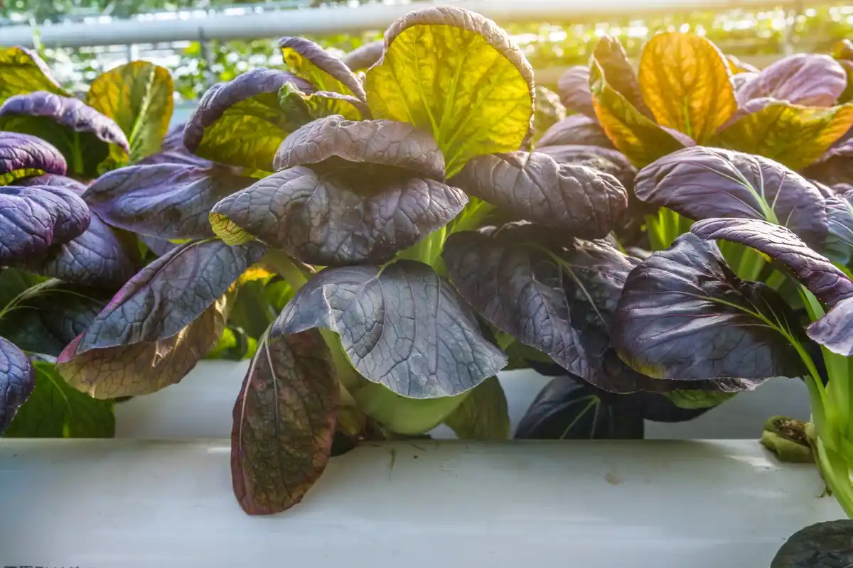 Dutch lettuce garden in heatwave