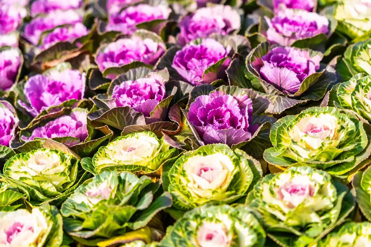 lettuce dying heatwave Dutch garden