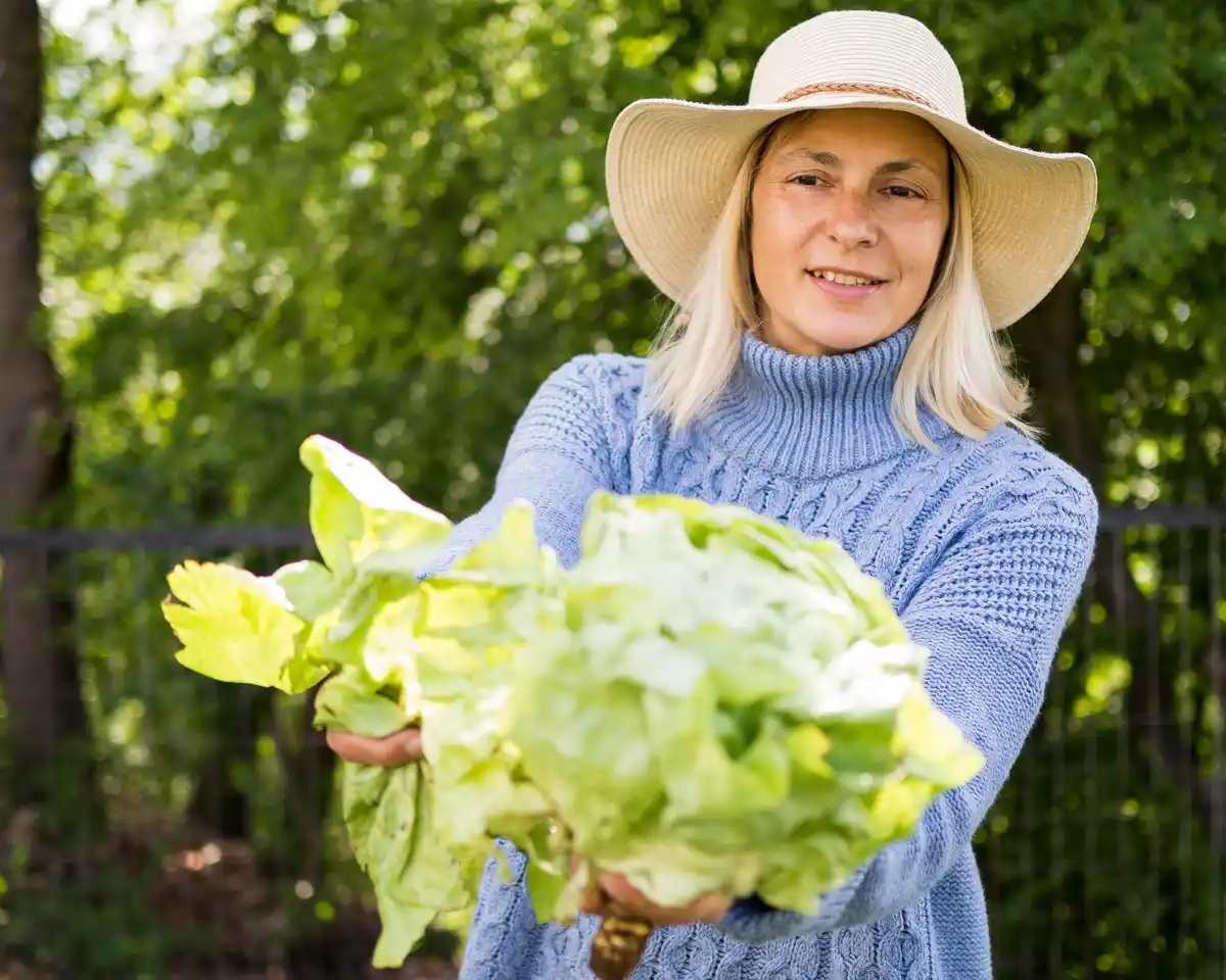Dutch gardener failed lettuce summer heat