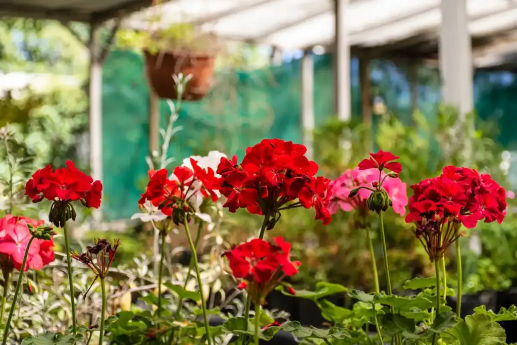 moving geraniums indoors autumn netherlands