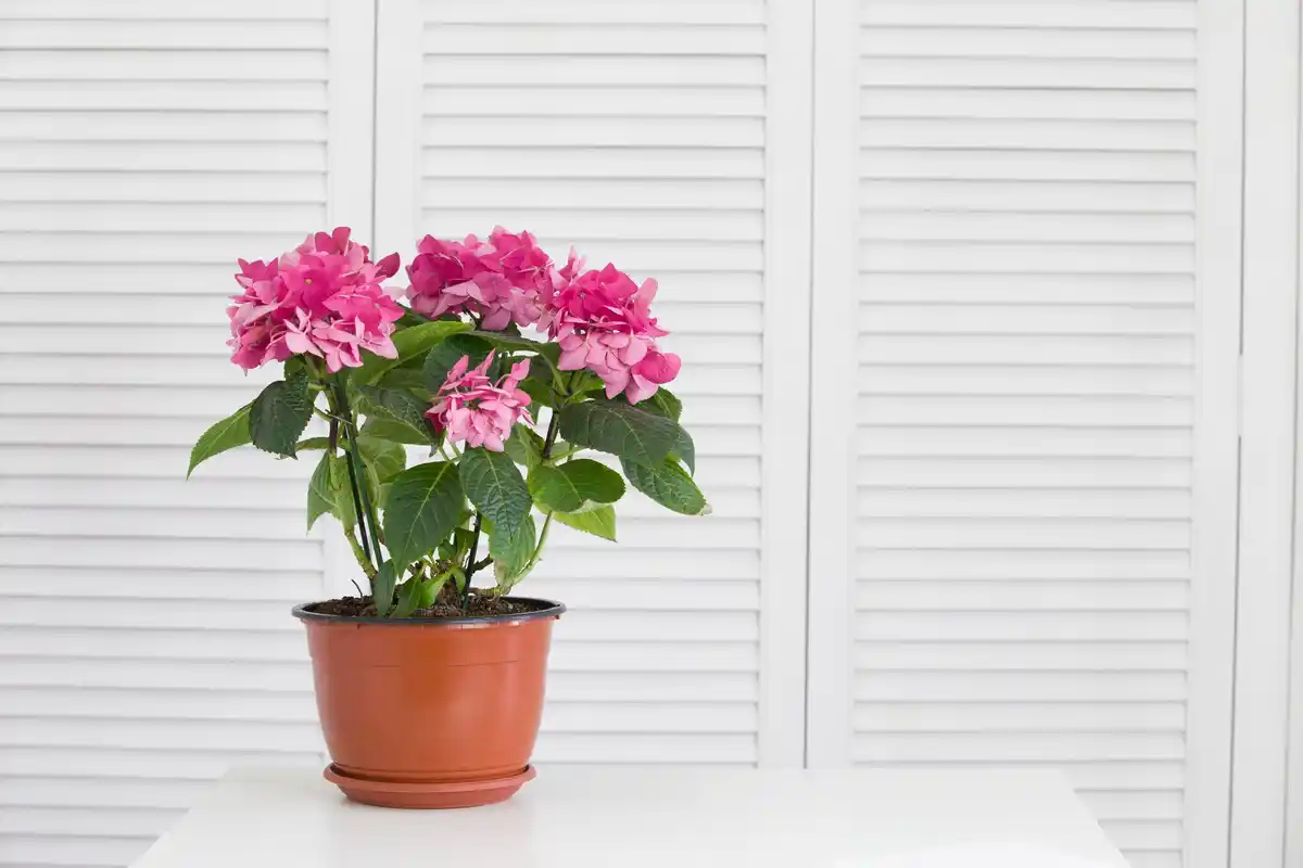 geraniums indoor windowsill autumn netherlands