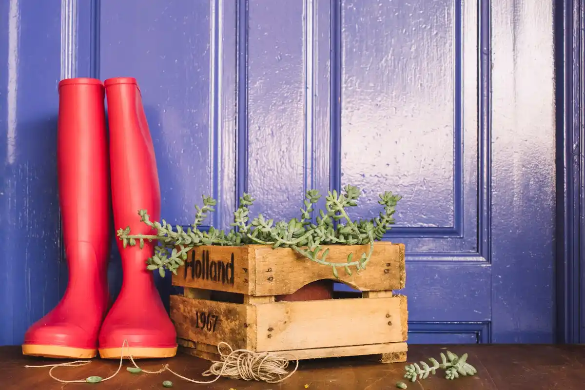 overwintering geraniums dutch window ledge
