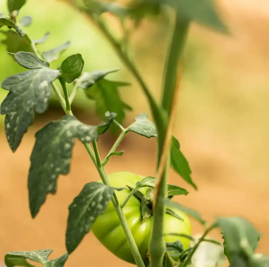 infected tomato plants in the netherlands garden