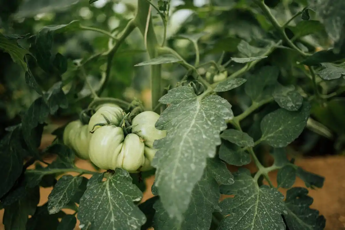 tomato plants disease in dutch garden