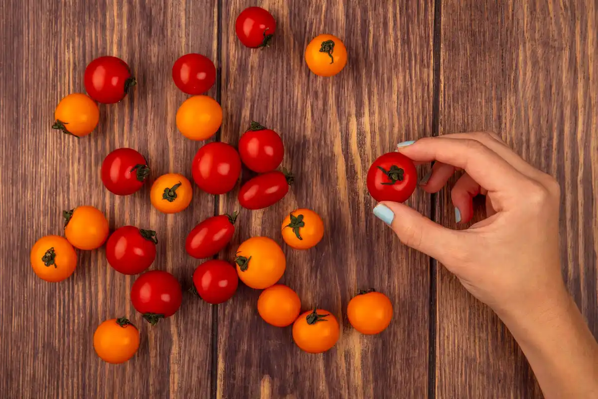 blighted tomatoes among other vegetables netherlands