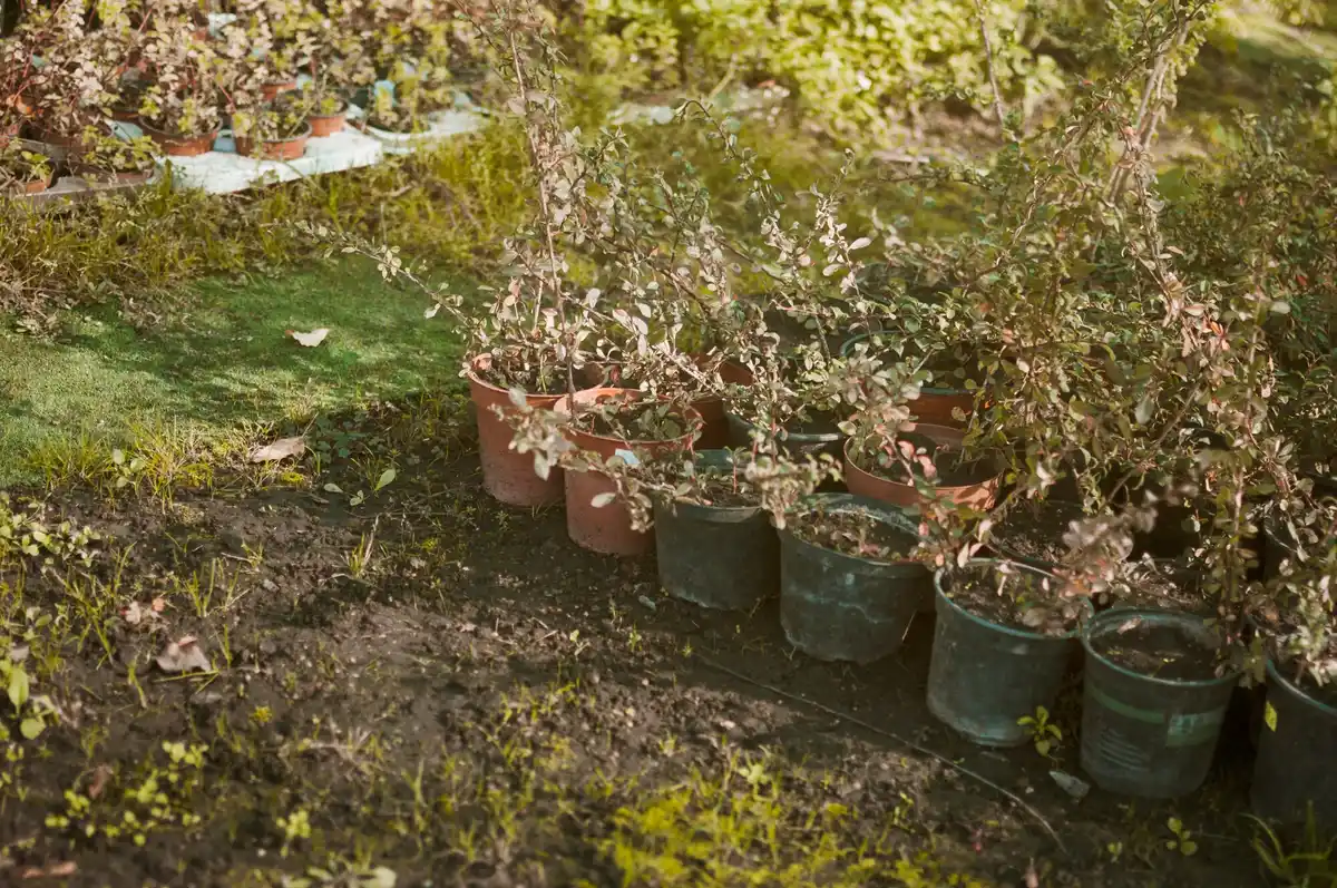 close up olla watering system dutch garden