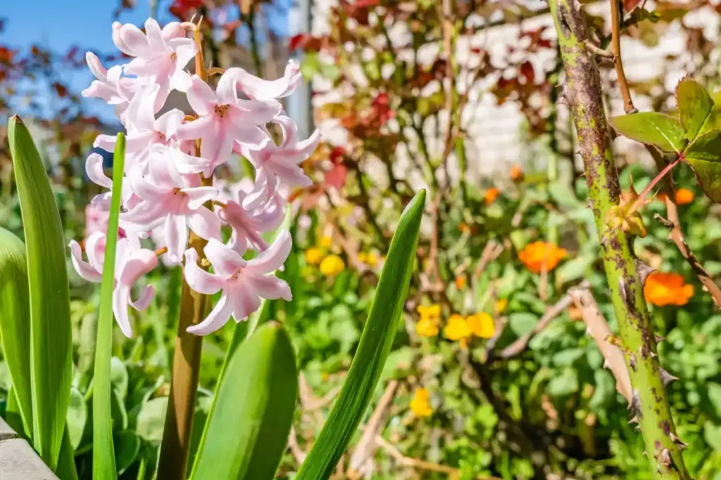 dutch honesty flower garden closeup