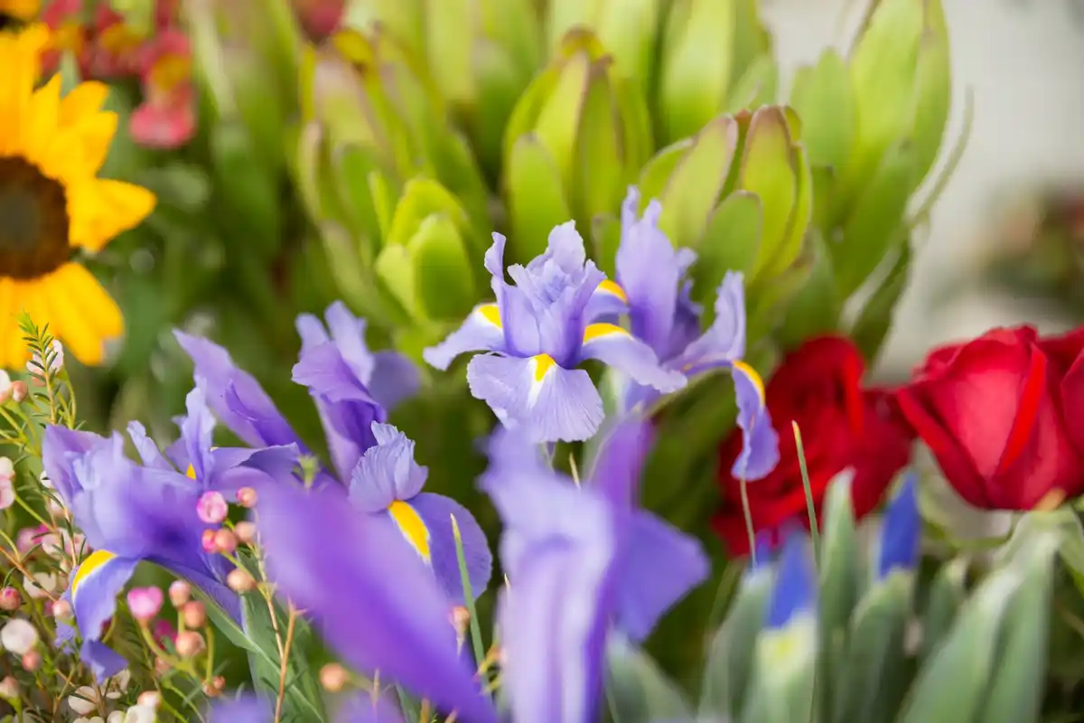 dutch honesty flower garden closeup