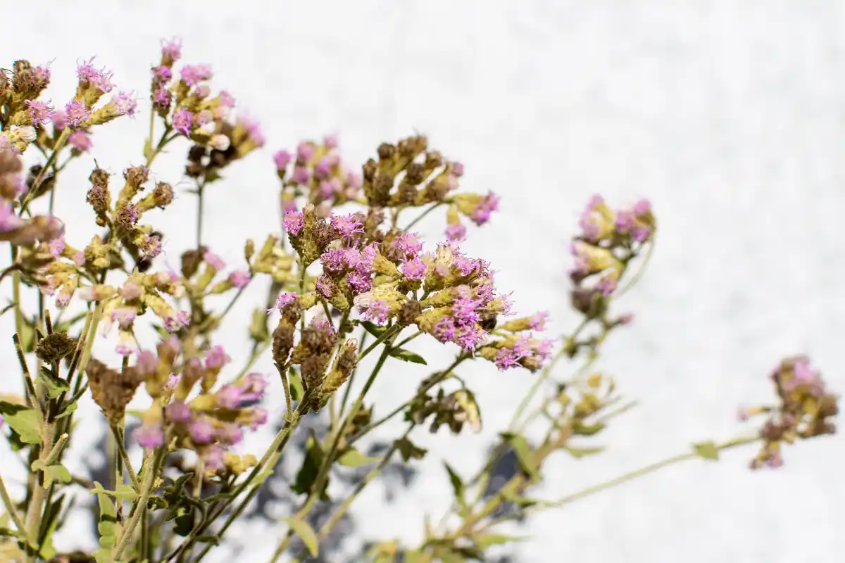 dried lunaria honesty seed pods bouquet dutch style