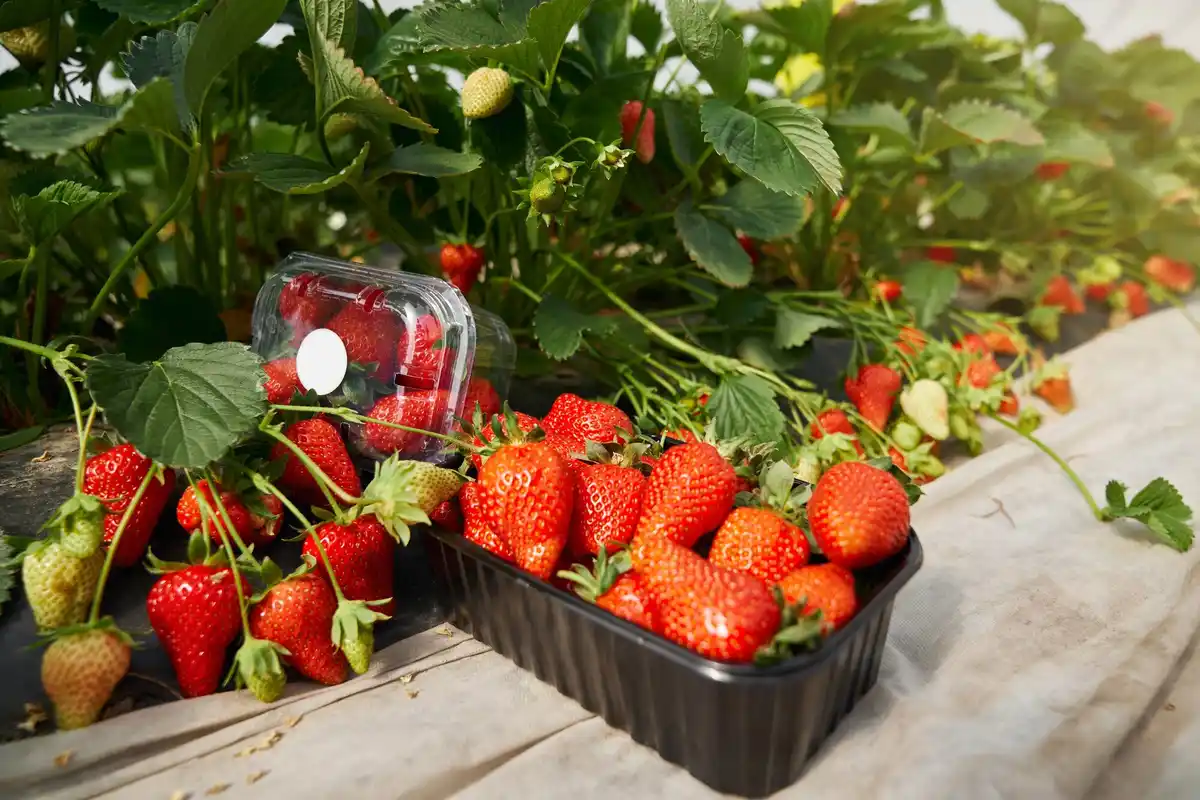 vertical strawberry garden netherlands
