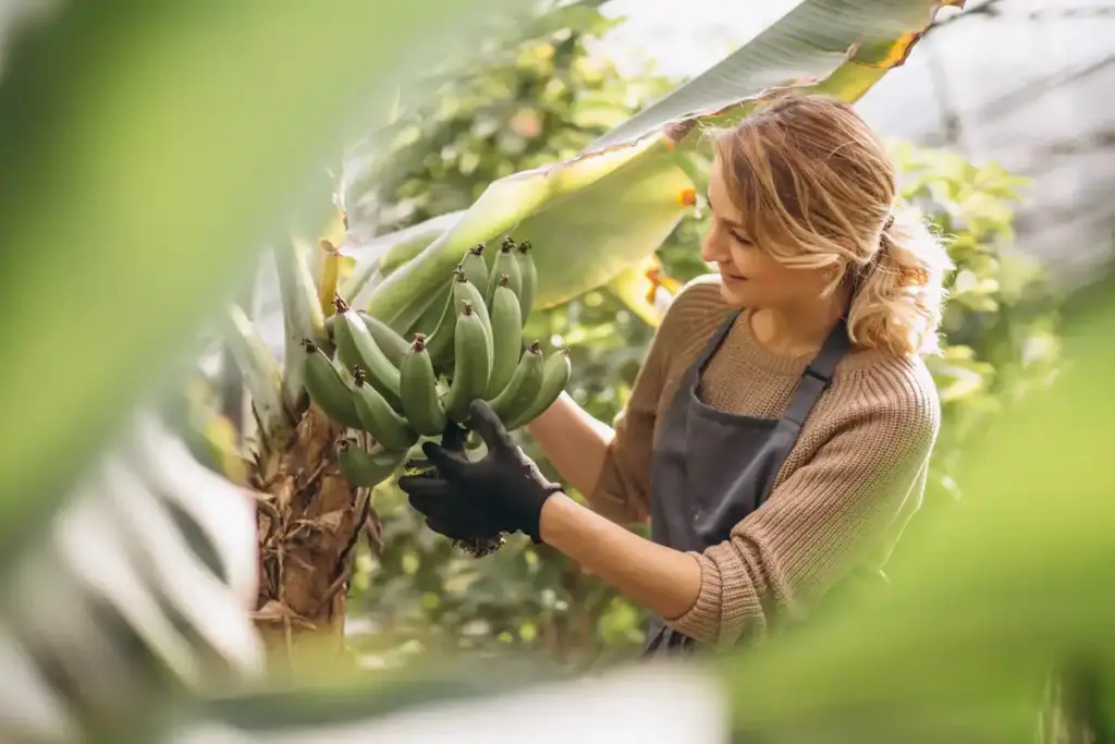 burying banana peels in Dutch garden