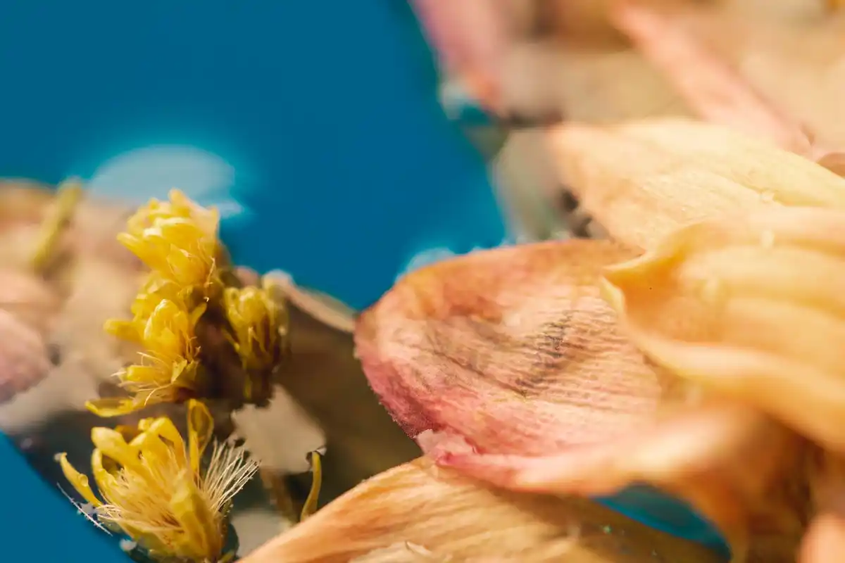rotting banana peel in Dutch garden closeup