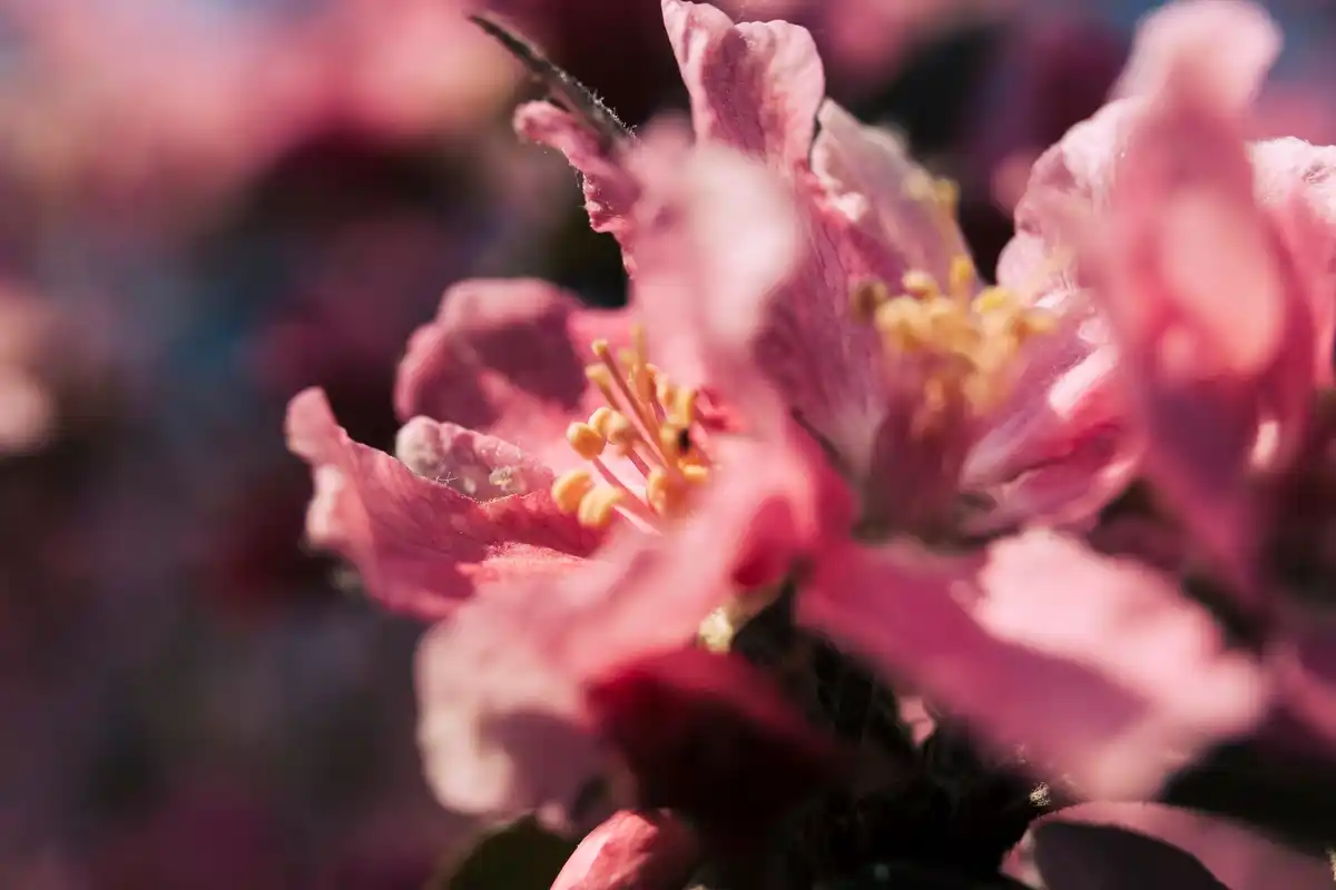 close up coffee grounds near blooming roses garden netherlands